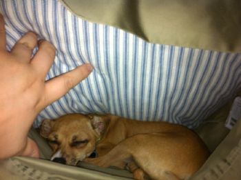 horapico profile photo