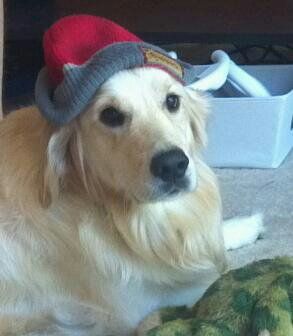 carguitarguy profile photo