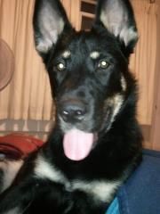 jschenden11 profile photo