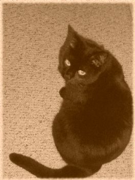 CatLadyDani profile photo