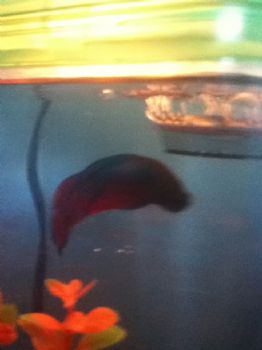 Hannah227 profile photo