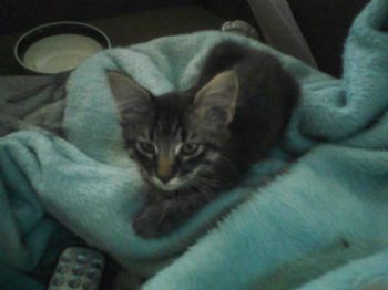 Shikoan profile photo