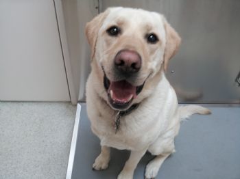 Goldenminer profile photo