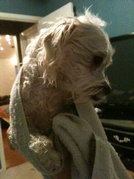 DogNatxLover profile photo