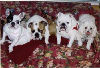 bulldoglover profile photo