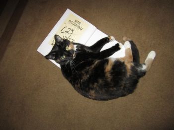 ShumaRoomie profile photo