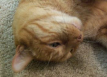 sheilanpeep profile photo