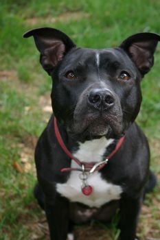 allansa1 profile photo