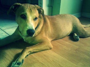 TiaRogers profile photo