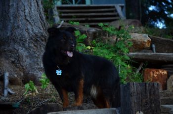 sherylgriff profile photo