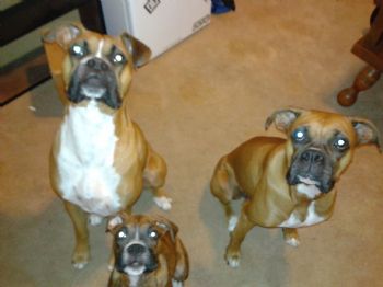 Boxer_Family profile photo