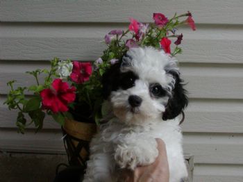 mem1955 profile photo