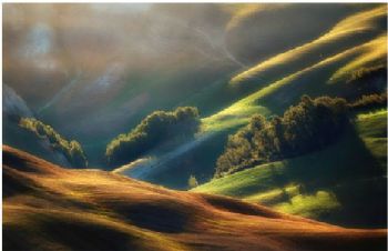 holomorph profile photo