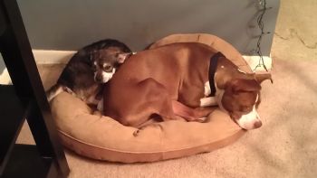 Shendoa profile photo