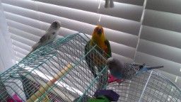 Shendoa profile photo