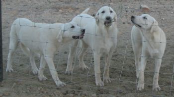 spotsrus1 profile photo