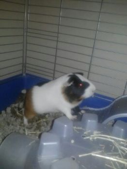 colecoston profile photo