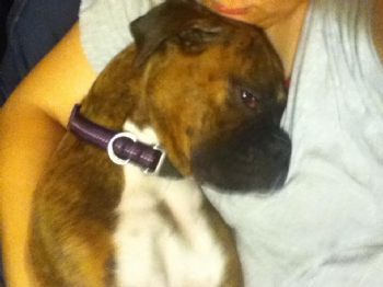 formydog profile photo