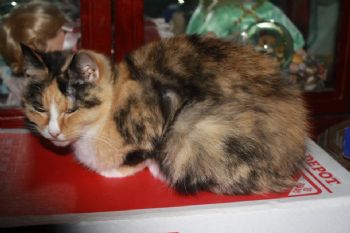 formydog profile photo