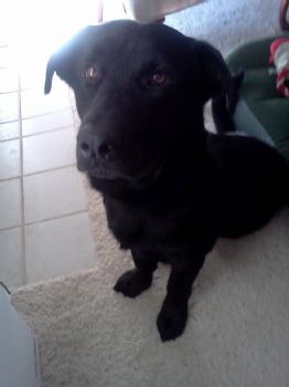 CRambo profile photo