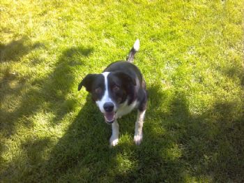 inkedyeti profile photo