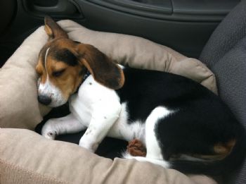 dtbarker3 profile photo