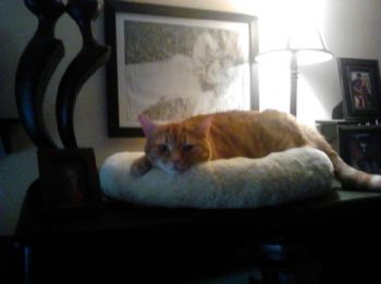 ashleybell profile photo