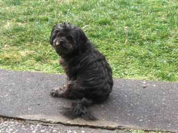 robertscarl profile photo