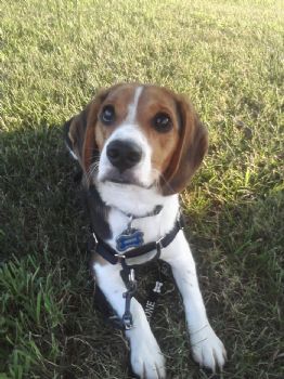 alswanso profile photo