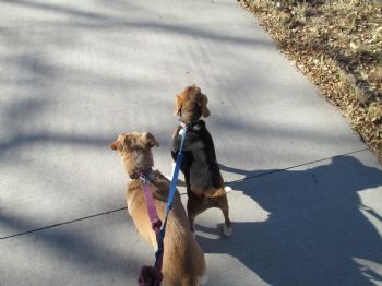 Letstriumph profile photo