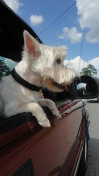 ivyhilliard profile photo