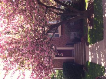 sunnyrooms profile photo