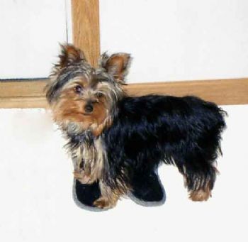 adomaitis77 profile photo