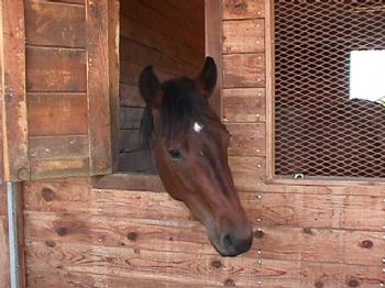 Got Horses? profile photo