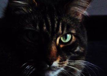 MelodyMS profile photo