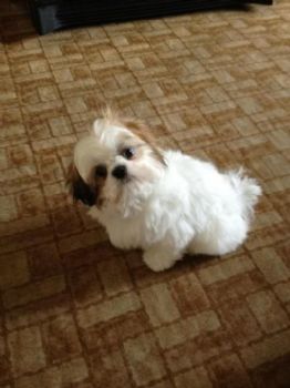 bshelman profile photo