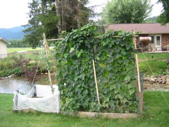 Kirschy profile photo