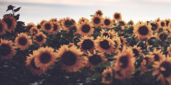 nilzofthesun profile photo