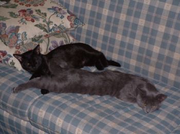 raiderfan profile photo