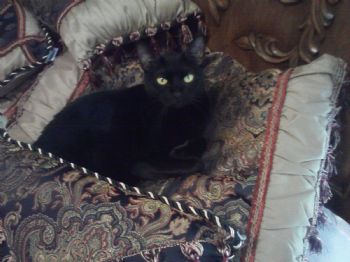 EJohnstone profile photo