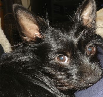 wilshar profile photo