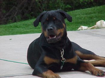 thegeneral profile photo