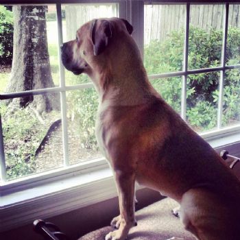 cherigale profile photo