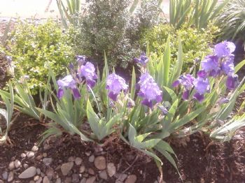 thankful profile photo