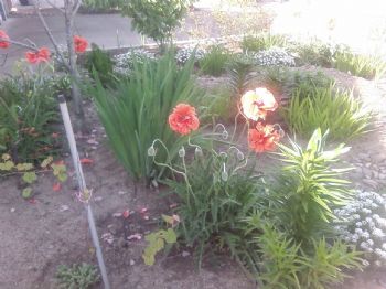 thankful profile photo