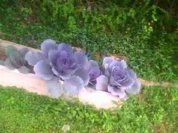 discuit42 profile photo