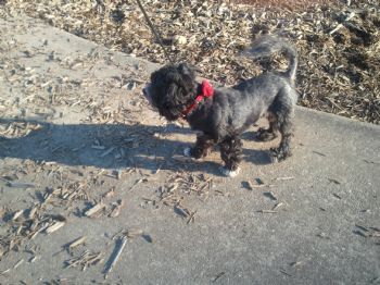 birdlover518 profile photo