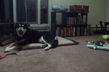 Qingping profile photo