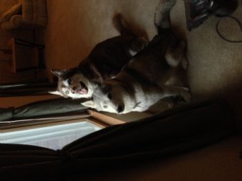 Rowanne profile photo