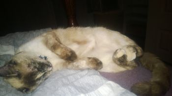 diaharper profile photo